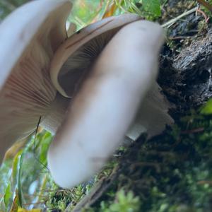 Cloudy Clitocybe