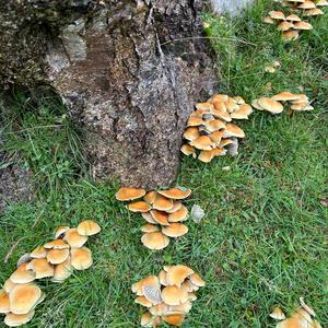 Honey Fungus