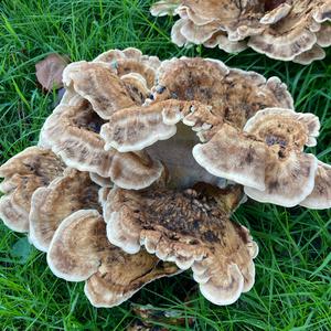 Black-staining Polypore