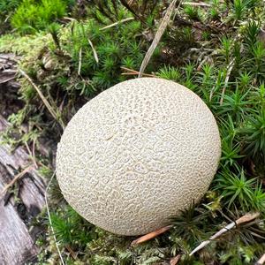 Pigskin Poison Puffball