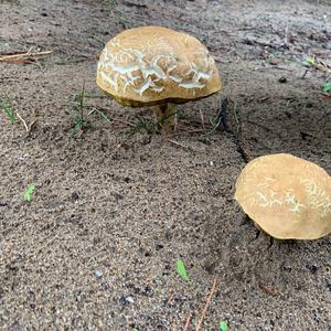 Unknown Species