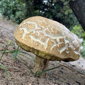 Unknown Species