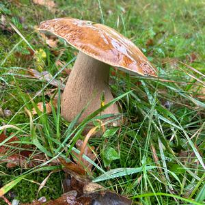 Summer Bolete