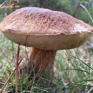 Summer Bolete