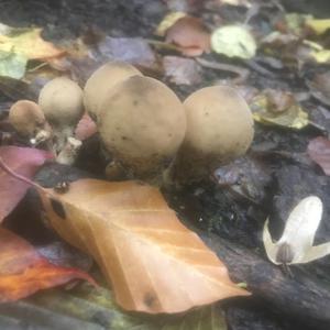 Unknown Species