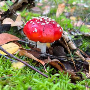 Fly Agaric