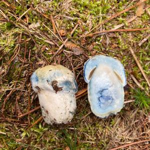 Bluing Bolete