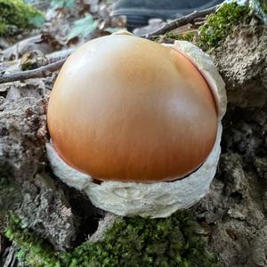 Caesar´s Mushroom