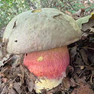 Satan`s Bolete