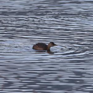 Little Grebe