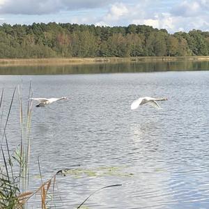 Mute Swan