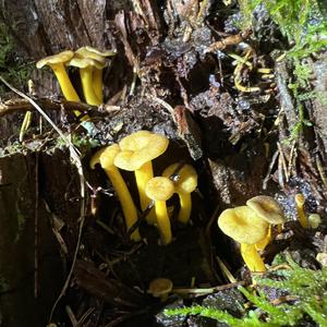 Trumpet Chanterelle