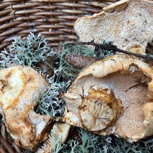 Hedgehog Fungus, Common