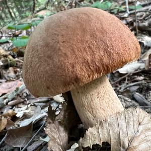 Summer Bolete