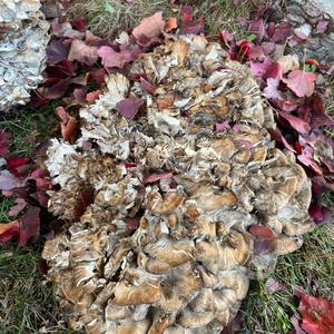 Hen-of-the-Woods