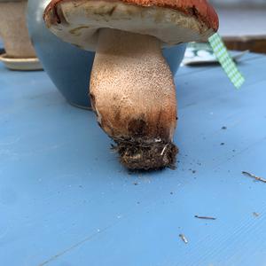 Orange Birch Bolete