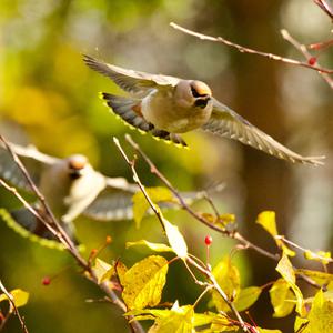 Bohemian Waxwing