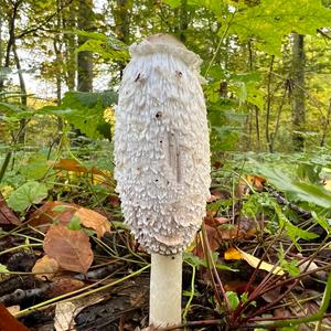 Shaggy Mane