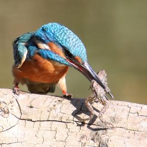 Common Kingfisher