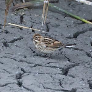 Reed Bunting