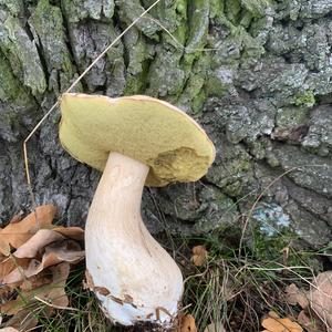 Summer Bolete