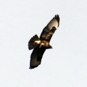 Common Buzzard