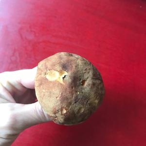 Unknown Species
