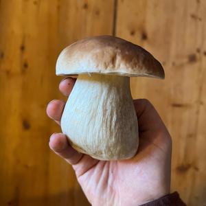 King Bolete