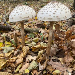 Parasol Mushroom