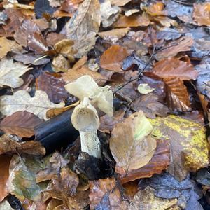 Fluted White Helvella