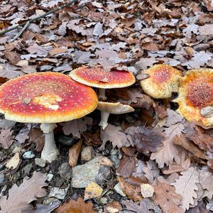 Fly Agaric