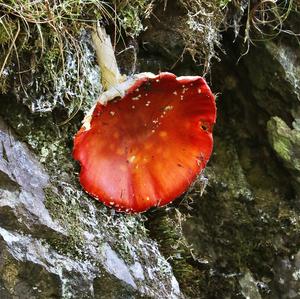 Fly Agaric