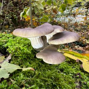 Oyster Mushroom