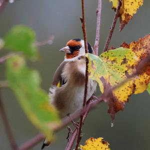 European Goldfinch