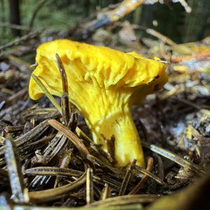 Chanterelle, Common