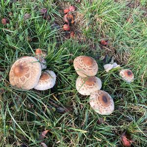 Unknown Species