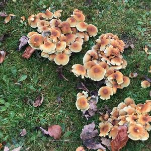 Unknown Species