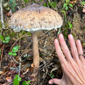 Unknown Species