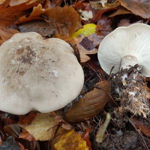 Cloudy Clitocybe