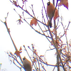 Eurasian Bullfinch