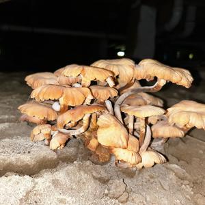 Unknown Species