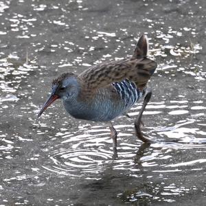 Water Rail