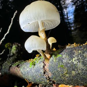 Porcelain Fungus