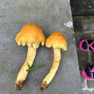 Unknown Species