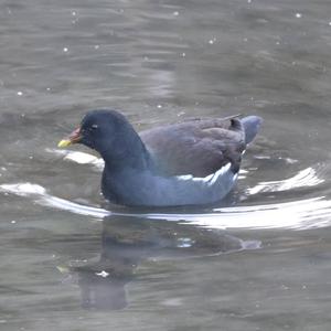 Common Moorhen