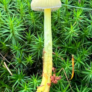 Yellow-stalked Mycena