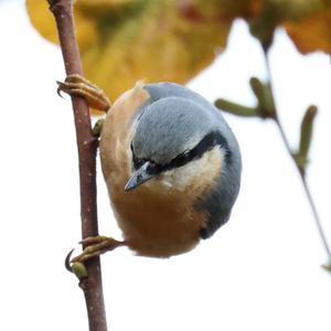 Wood Nuthatch