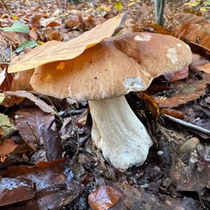 King Bolete