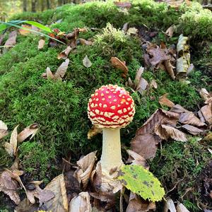 Fly Agaric