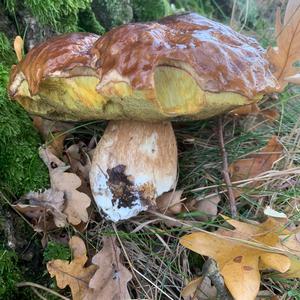 Sommer-Steinpilz